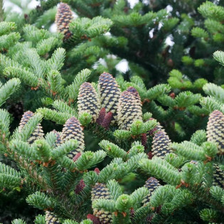 Abies fraseri Jodła Frasera 2