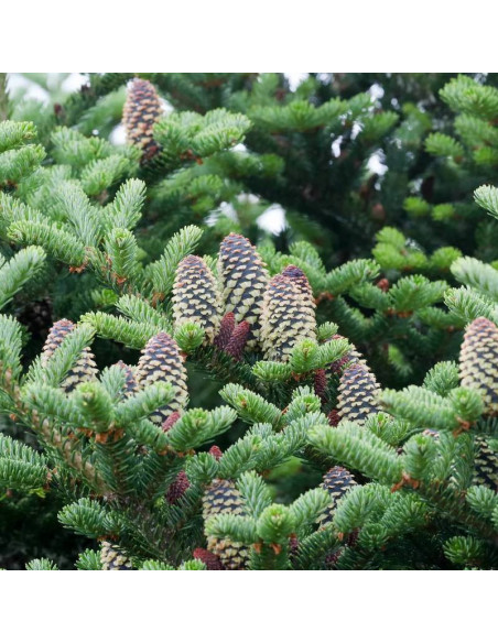 Jodła Frasera Abies fraseri