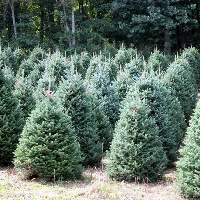 Jodła Abies Frasera Fraseri