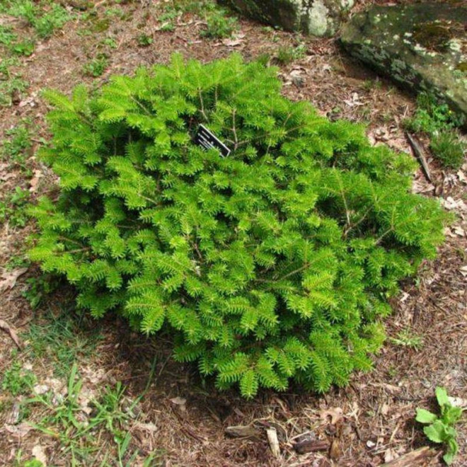 Jodła balsamiczna Verkade's Prostrate Abies balsamea