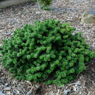 Piccolo Abies balsamea Jodła balsamiczna