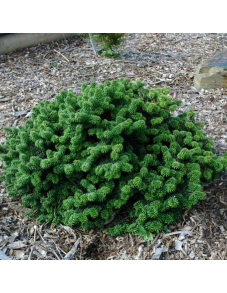 Piccolo Abies balsamea Jodła balsamiczna