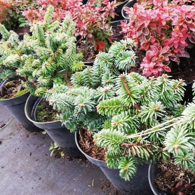 Jodła balsamiczna Piccolo Abies balsamea