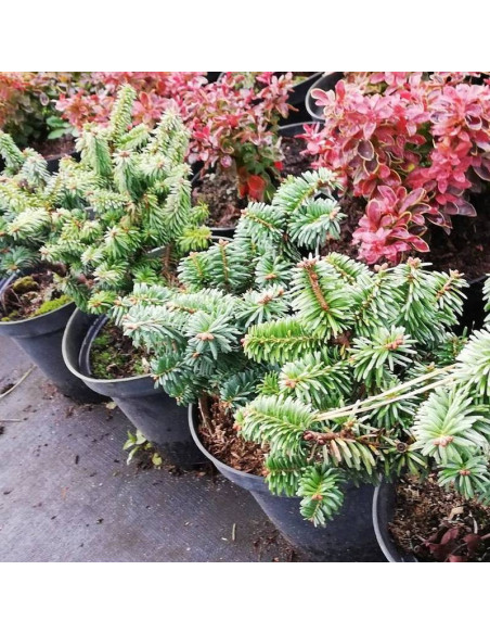 Jodła balsamiczna Piccolo Abies balsamea