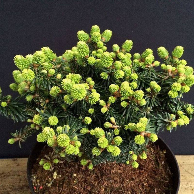 Jodła balsamiczna Abies balsamea Piccolo