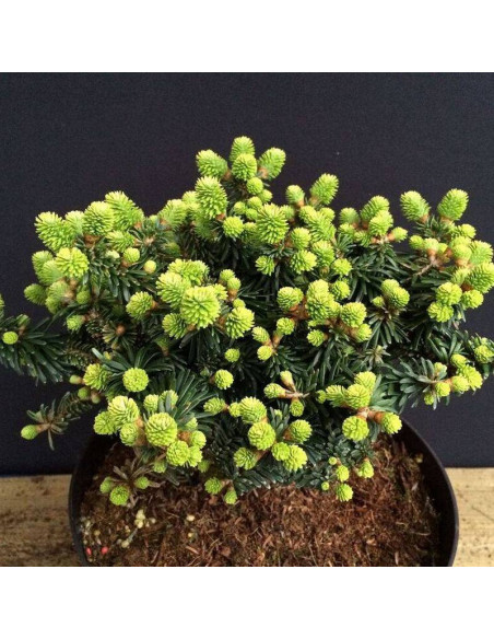 Jodła balsamiczna Abies balsamea Piccolo