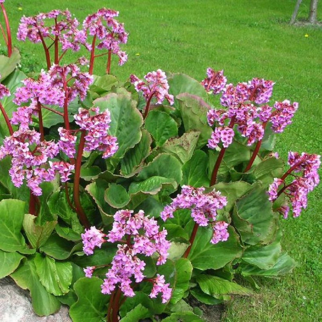 Bergenia sercowata Bergenia cordifolia