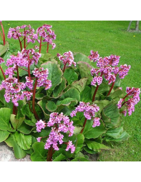Bergenia sercowata Bergenia cordifolia
