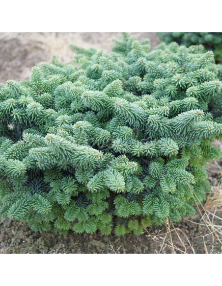 Jodła balsamiczna Nana Abies balsamea