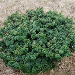 Jodła balsamiczna Nana Abies balsamea 2