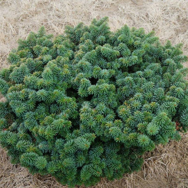 Nana Abies balsamea Jodła balsamiczna