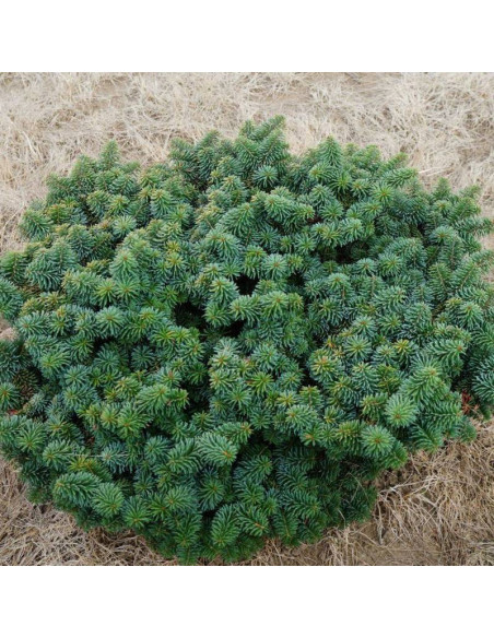 Nana Abies balsamea Jodła balsamiczna