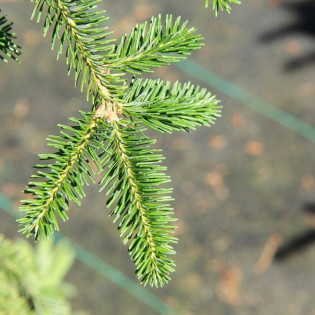 Larry's Weeping Abies balsamea Jodła balsamiczna