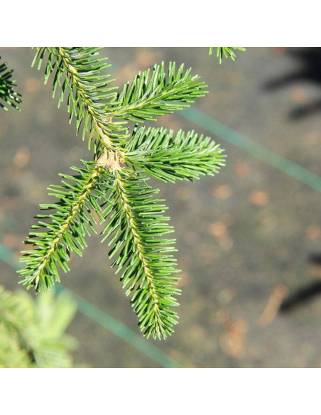 Larry's Weeping Abies balsamea Jodła balsamiczna