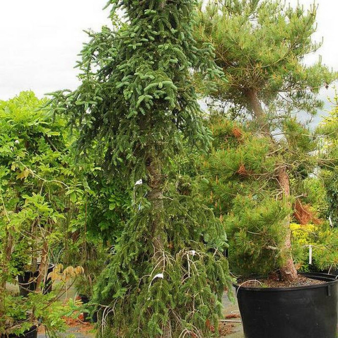 Jodła balsamiczna Larry's Weeping Abies balsamea