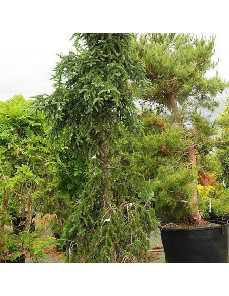 Jodła balsamiczna Larry's Weeping Abies balsamea