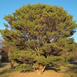 Sosna gęstokwiatowa Pinus densiflora