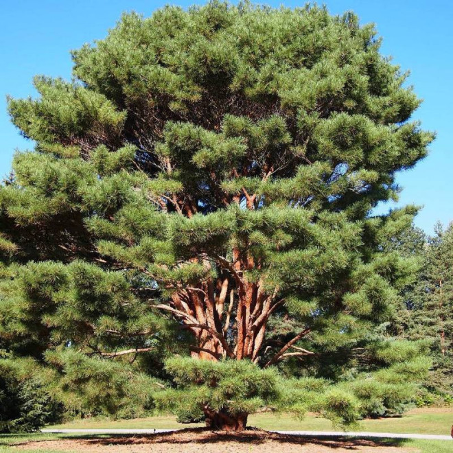 Pinus densiflora Sosna gęstokwiatowa