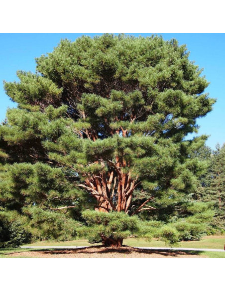 Pinus densiflora Sosna gęstokwiatowa