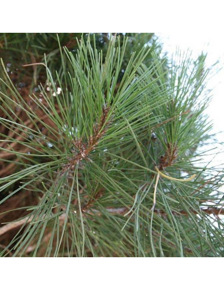 Sosna Pinus Densiflora Gęstokwiatowa