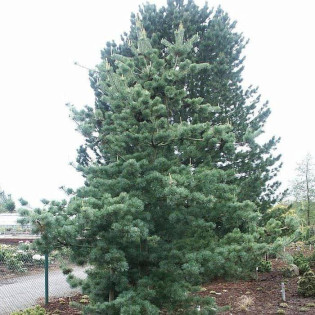 Sosna drobnokwiatowa Tempelhof Pinus parviflora