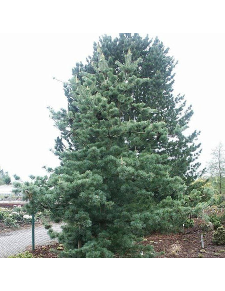 Sosna drobnokwiatowa Tempelhof Pinus parviflora