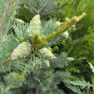 Sosna drobnokwiatowa Tempelhof Pinus parviflora 2