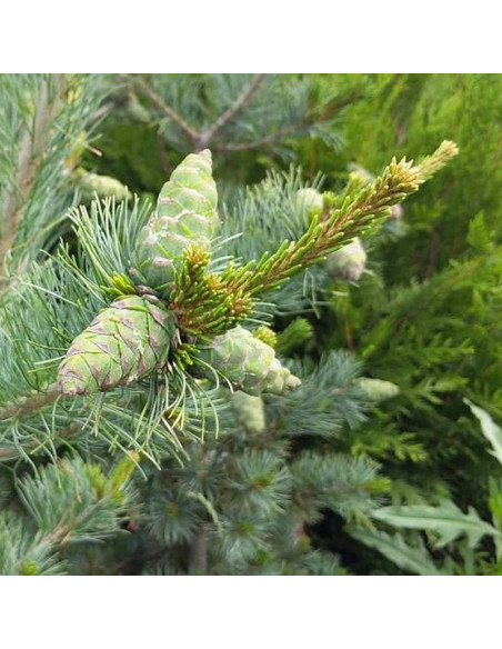 Tempelhof Pinus parviflora Sosna drobnokwiatowa