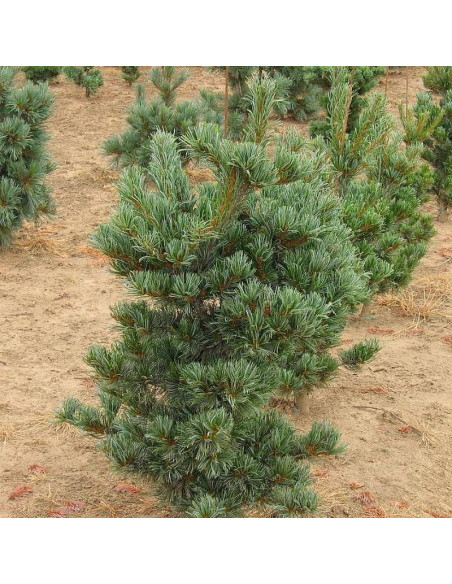 Sosna drobnokwiatowa Pinus parviflora Tempelhof
