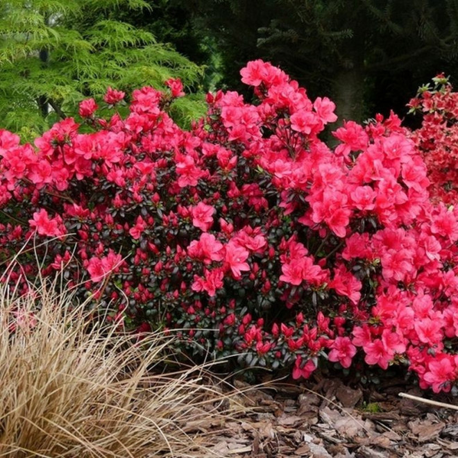 azalia-japonska-amoena-rhododendron-obtusum