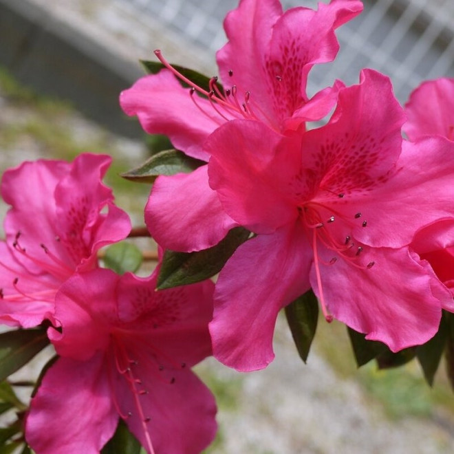 Azalia japońska Marilee Rhododendron obtusum