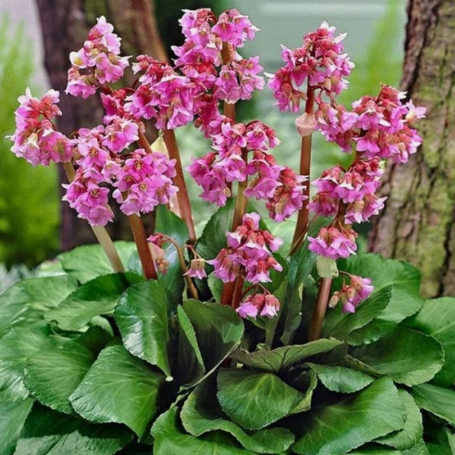 Bergenia cordifolia Bergenia sercowata