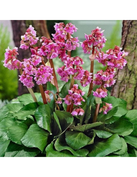 Bergenia cordifolia Bergenia sercowata