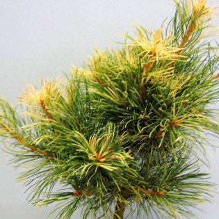Sosna drobnokwiatowa Tanima-no-yuki Pinus parviflora