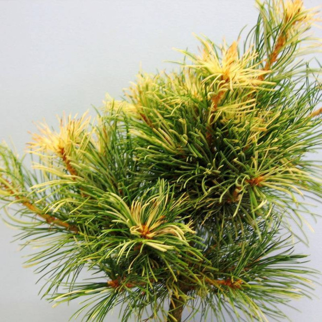 Sosna drobnokwiatowa Tanima-no-yuki Pinus parviflora