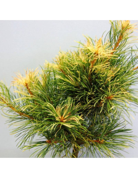 Sosna drobnokwiatowa Tanima-no-yuki Pinus parviflora