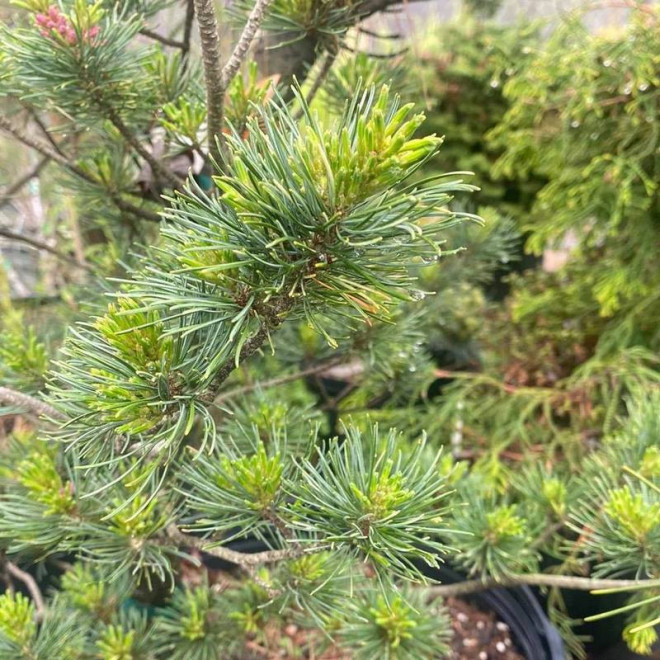 Tanima-no-yuki Pinus parviflora Sosna drobnokwiatowa