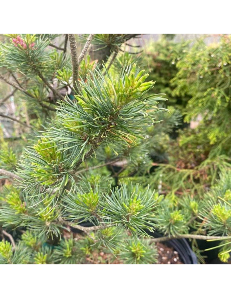 Tanima-no-yuki Pinus parviflora Sosna drobnokwiatowa