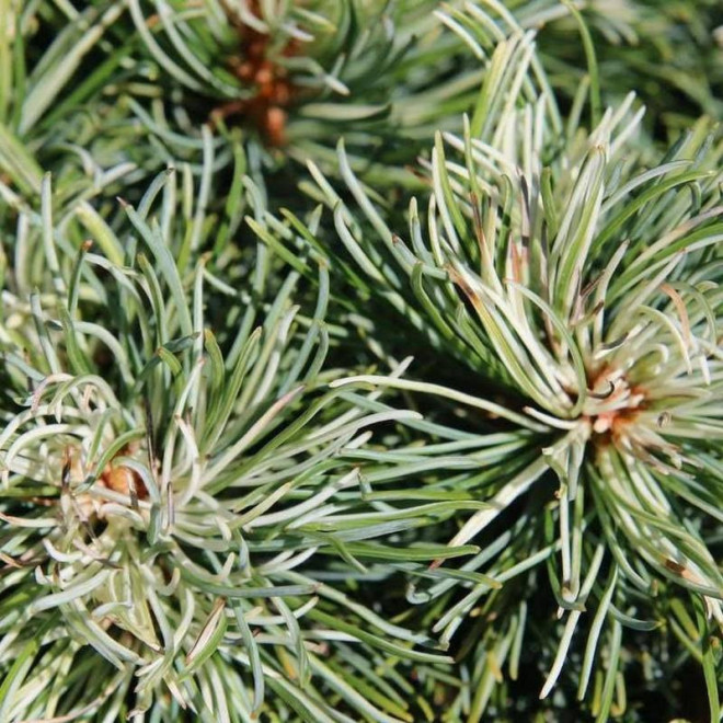 Sosna drobnokwiatowa Pinus parviflora Tanima-no-yuki