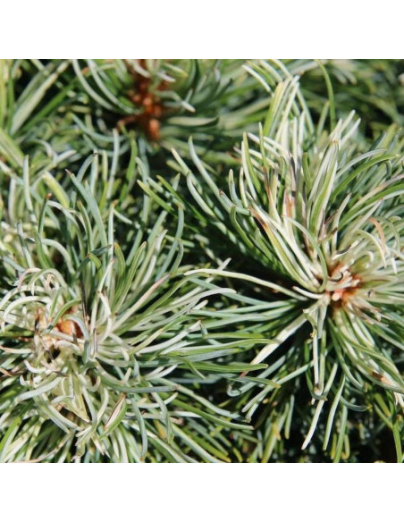 Sosna drobnokwiatowa Pinus parviflora Tanima-no-yuki