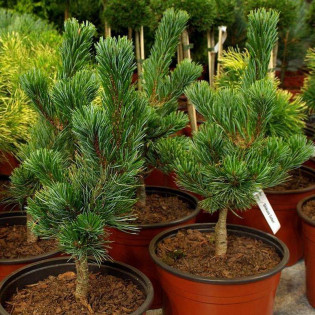 Sosna drobnokwiatowa Shizukagoten Pinus parviflora