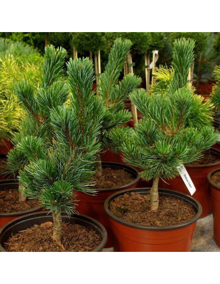 Sosna drobnokwiatowa Shizukagoten Pinus parviflora