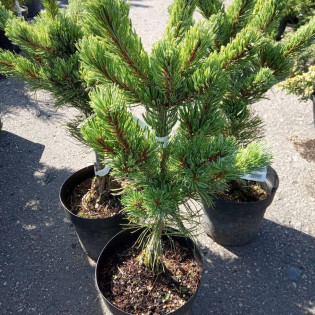 Sosna drobnokwiatowa Shizukagoten Pinus parviflora 2