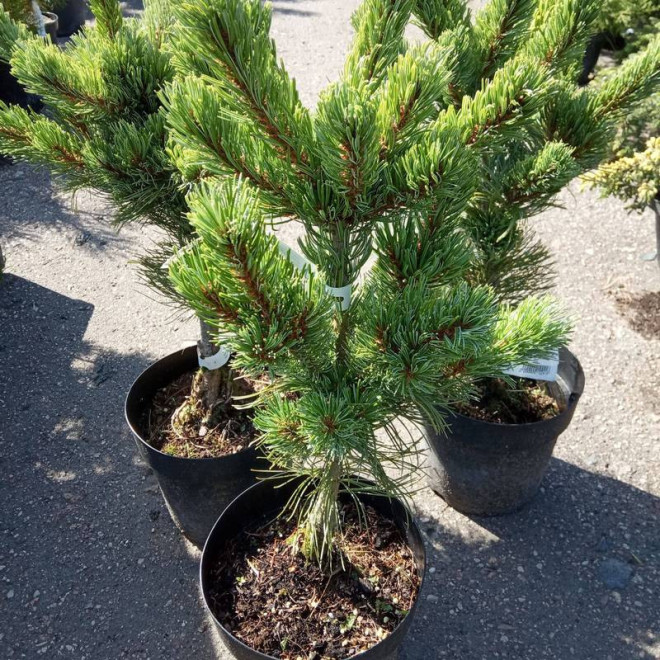 Shizukagoten Pinus parviflora Sosna drobnokwiatowa