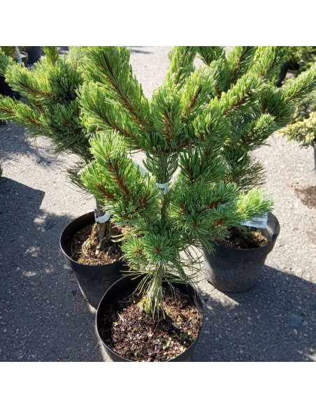 Shizukagoten Pinus parviflora Sosna drobnokwiatowa