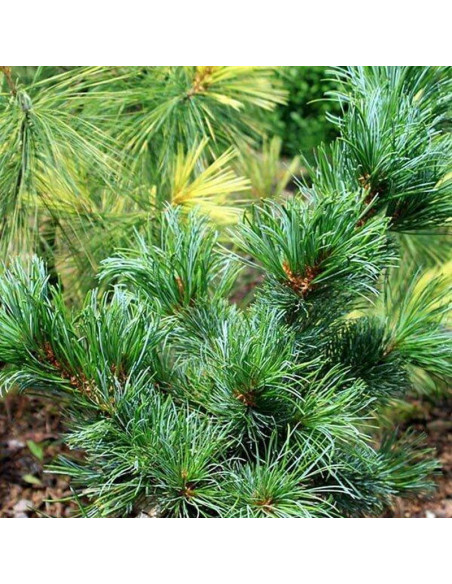 Sosna drobnokwiatowa Pinus parviflora Shizukagoten