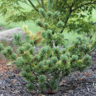Sosna drobnokwiatowa Shirobana Pinus parviflora