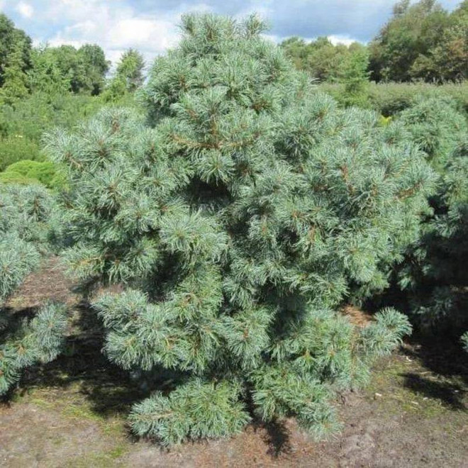 Sosna drobnokwiatowa Schoon's Bonsai Pinus parviflora