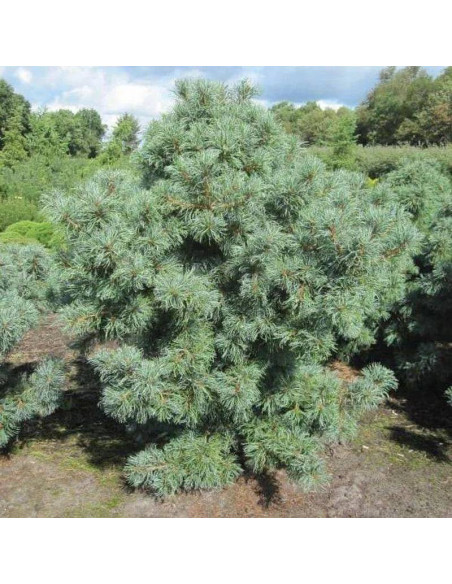 Sosna drobnokwiatowa Schoon's Bonsai Pinus parviflora