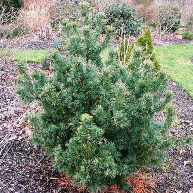 Schoon's Bonsai Pinus parviflora Sosna drobnokwiatowa